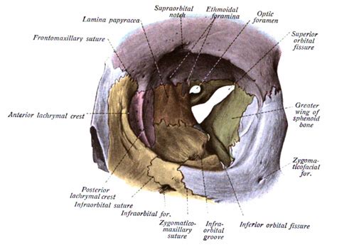 Anatomy, Head and Neck, Orbit Article