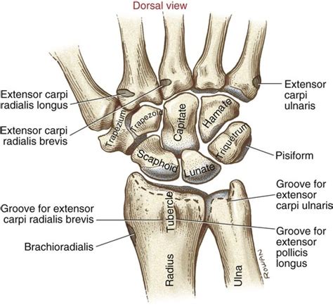 Dorsal wrist anatomy