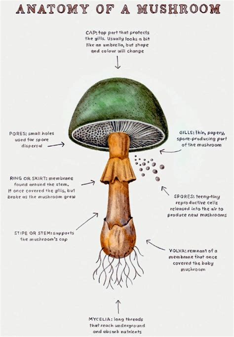 The Best of the Internets: Infographic: Anatomy of a mushroom.