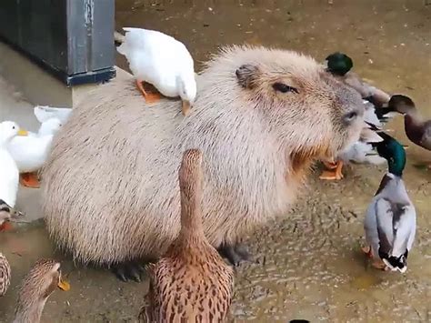 Capybaras Are Really Chill With Everyone