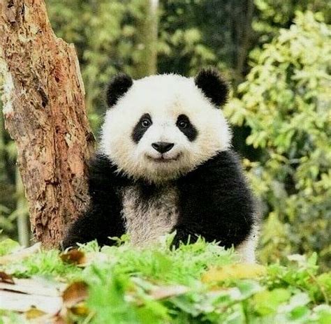 #babypandabears | Cute animals, Panda bear, Cute panda