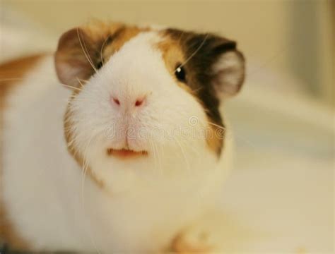 Cute and Funny Guinea Pig is Eating a Carrot Stock Image - Image of ...