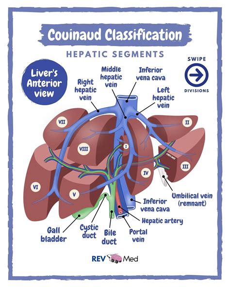 Liver Anatomy Segments