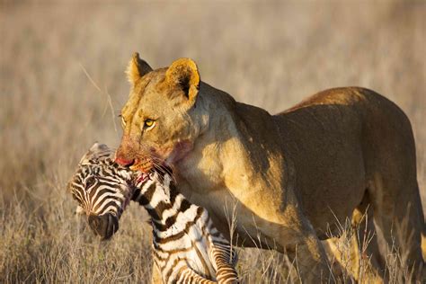 16 of the Fiercest Apex Predators in the World