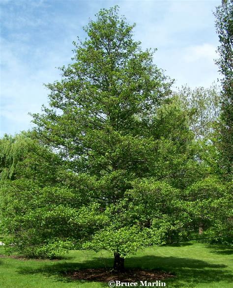 European Black Alder - Alnus glutinosa - North American Insects & Spiders