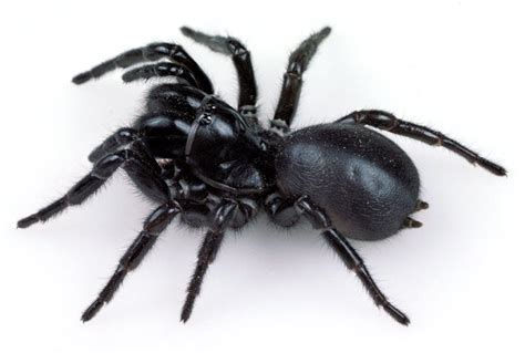 Funnel-web Spiders - The Australian Museum