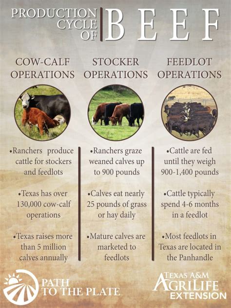 Cow Calf Operation Facts - All About Cow Photos