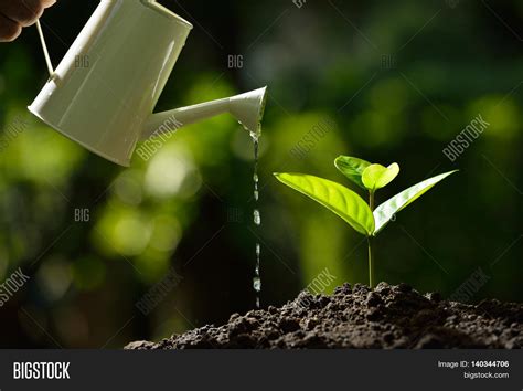 Sprout Watered Image & Photo (Free Trial) | Bigstock