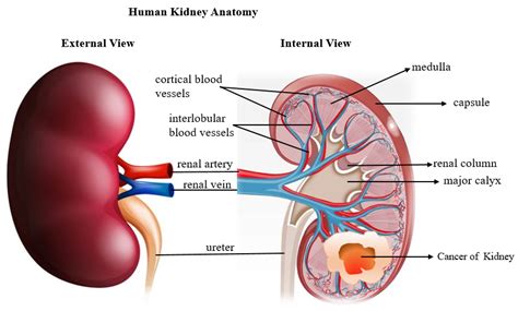 J. Imaging | Free Full-Text | Kidney Tumor Semantic Segmentation Using ...