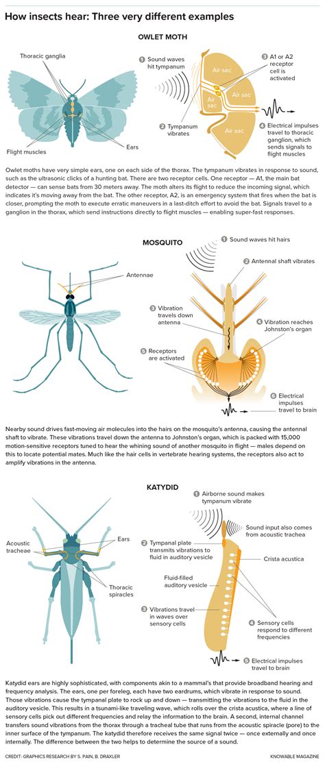 Awesome Ears: the Weird World of Insect Hearing-Scientific American ...