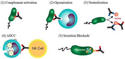 Antibodies | Free Full-Text | Immunoglobulin for Treating Bacterial ...