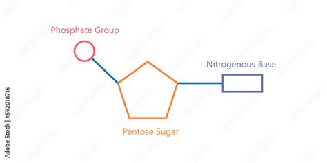 Chemical structure of DNA nucleotide. Three parts of a nucleotide ...