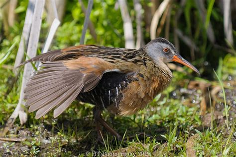 Virginia Rail | Audubon Field Guide