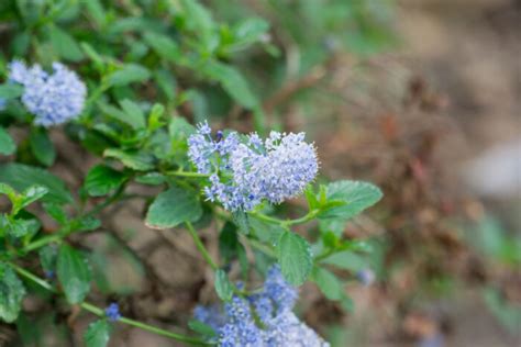 Ceanothus 'Puget Blue' - Plants To Your Door