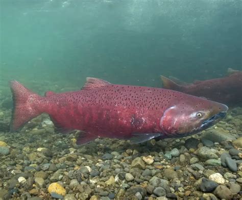 Washington-based conservation group wants Endangered Species Act ...