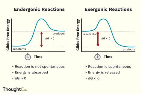 Endergonic vs Exergonic Reactions and Processes