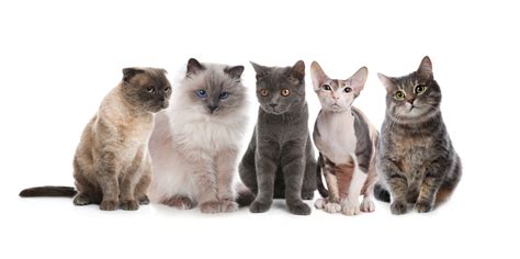 Cat Breeds: How Can I Identify My Cat’s Breed? | Oakland Veterinary ...