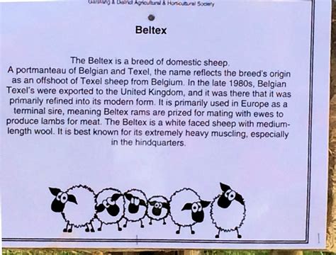 Beltex Sheep | Texel, Sheep, Breeds