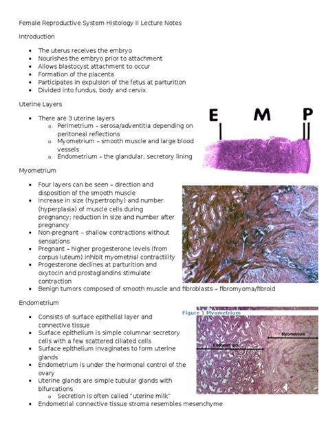 Female Reproductive System Histology II Lecture Notes | Menstrual Cycle ...