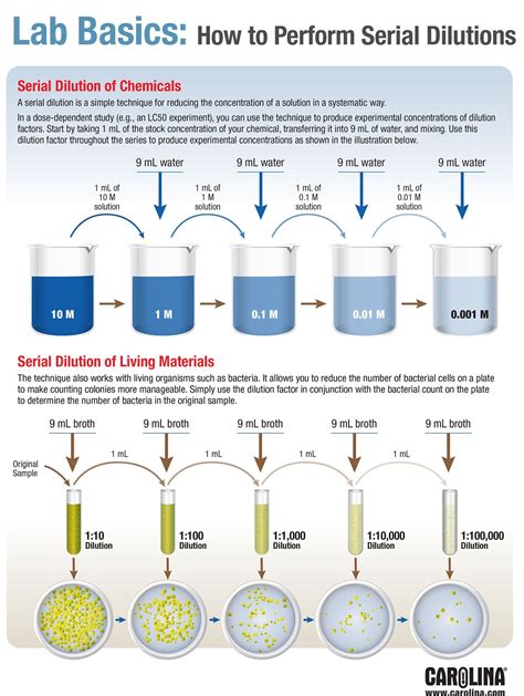 Serial Dilution Procedure - yellowweekend