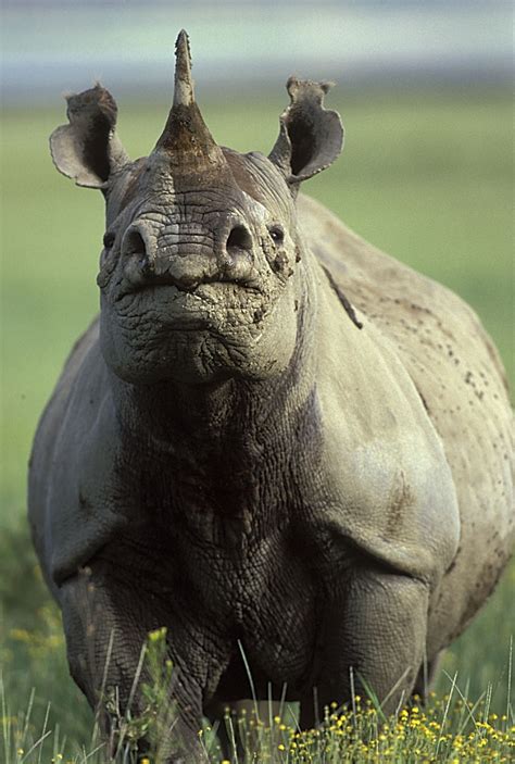 Black Rhino — Mara Conservancy