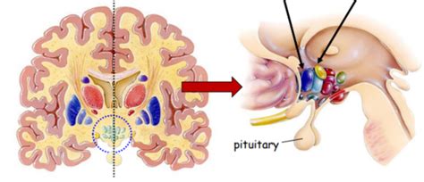 The Hypothalamus & Appetite Control Flashcards | Quizlet