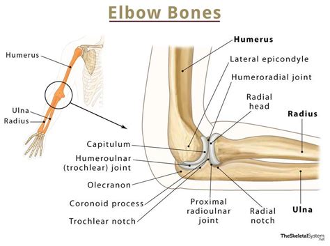 Elbow Bones: Names, Basic Anatomy, & Diagrams