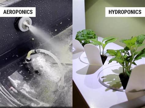 Hydroponics Vs Aeroponics: 5 Key Differences – World of Garden Plants