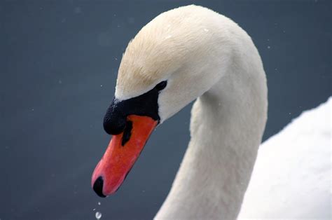 Male Swan Photograph by Shawna Dockery