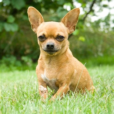 Chihuahua Dog Breed Facts & Information | The Dog People by Rover.com