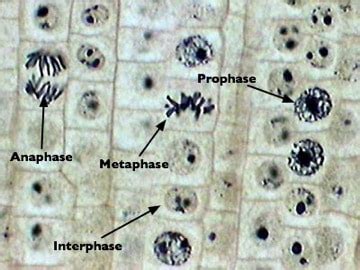 Mitosis Prophase Microscope