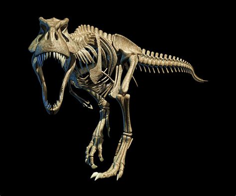 Tyrannosaurus Rex Skeleton Photograph by Leonello Calvetti - Pixels