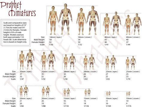 Armature scale charts | Sculpting tutorials, Miniatures tutorials, Bjd ...