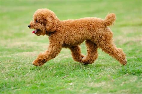 Toy Poodle (Kaniş) Özellikleri ve Bakımı » Petibom