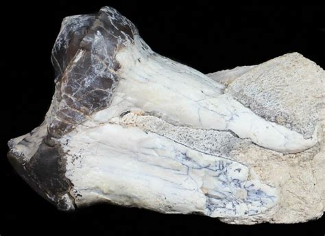 Fossil Brontotherium (Titanothere) Molar - South Dakota (#50799) For ...