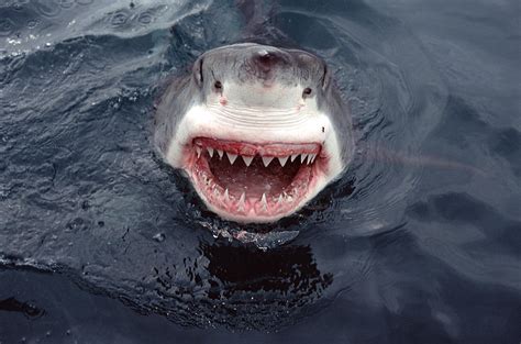 Great White Shark Smile Australia by Mike Parry