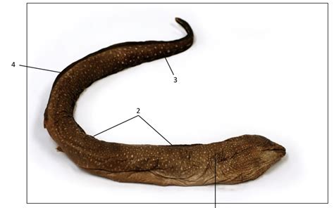 External eel anatomy Diagram | Quizlet