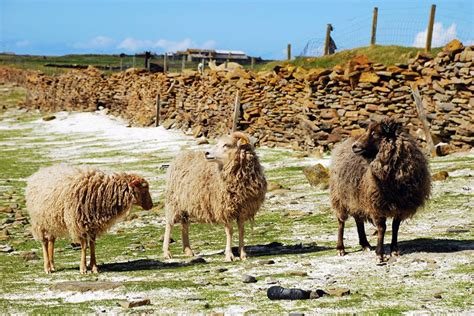 North Ronaldsay sheep: how locals are fighting to keep their rare ...