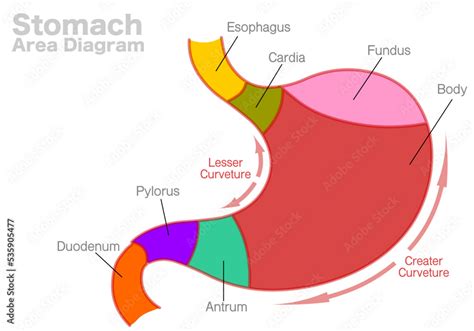 Fototapeta Stomach area diagram parts. Esophagus, cardia, fundus, body ...