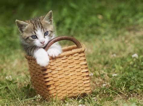 30 Cutest Photos of Cats in Baskets - Best Photography, Art, Landscapes ...