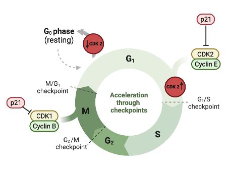 Analyzing the Role of the G0 Phase in the Cell Cycle Practice | Biology ...