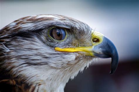 Birds Beaks & Adaptations