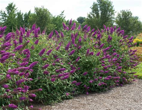 How to Prune a Butterfly Bush: Tips for Shaping and Blooming - Plant ...