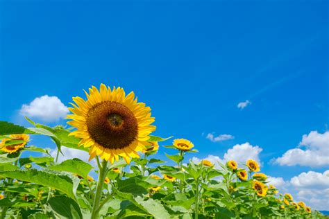 Sunny Blooms: Discovering Japan’s Summertime Flowers - Savvy Tokyo