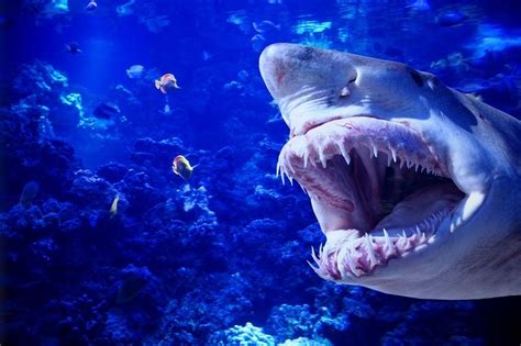 5 of the Deadliest Sea Creatures - STEMJobs