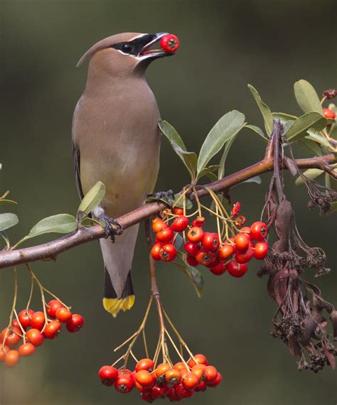 Cedar Waxwings | San Diego Bird Spot