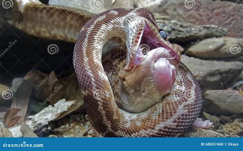 Snake Eating Fish In River Royalty-Free Stock Photo | CartoonDealer.com ...