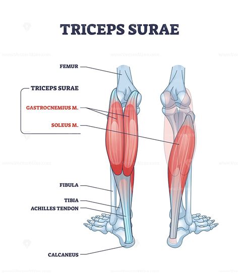 Triceps surae with gastrocnemius and soleus leg muscles outline diagram ...