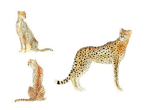 Cheetah on watercolor by Anna Popovskaia on Dribbble