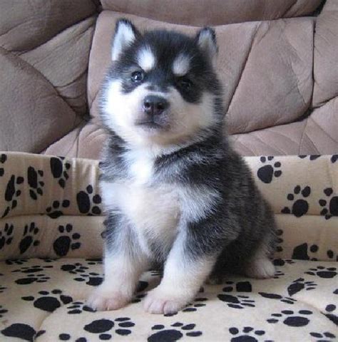 Cute Puppy Dogs: Siberian Husky Puppies With Blue Eyes